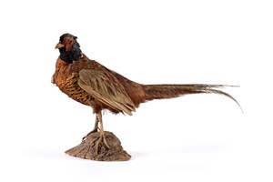 Image description is not available for 2004.3.1